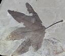 Fossil Sycamore (Platanus) Leaf - Pos/Neg Split #92868-3